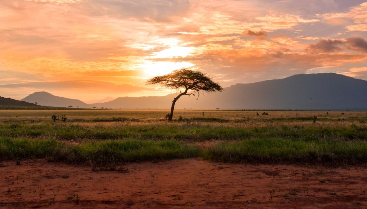 Acacia at sundown
