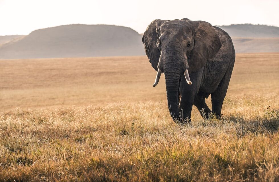 Elephant on the plain