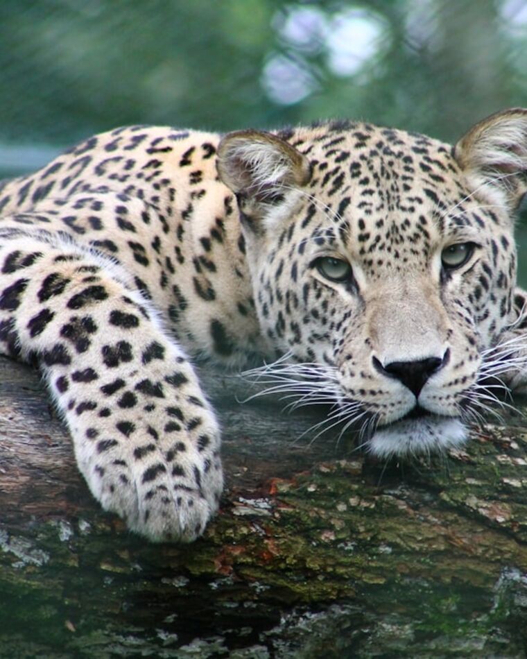 Leopard resting